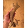 Unbranded Huge COLOSSAL JUMBO CHEWS Whole Deer Antler Dog Chew