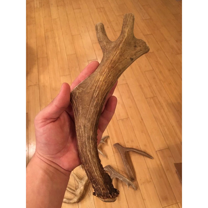 Unbranded Huge COLOSSAL JUMBO CHEWS Whole Deer Antler Dog Chew