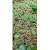 1 CUP of Live Azolla / Mosquito Fern - Aquarium