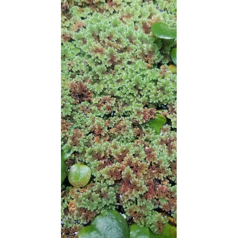 1 CUP of Live Azolla / Mosquito Fern - Aquarium