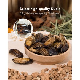 Niteangel Small Animal Snack & Treats - Small Critter Natural Treat for Dwarf Syrian Hamsters Gerbils Mice Sugar Glider Hedgehogs Chickens Birds (Freeze-Dried Dubia)