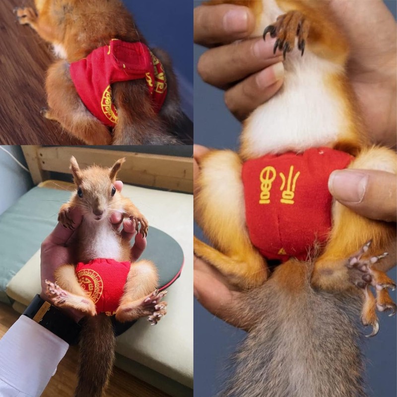 TTMIMIK Adjustable Small Pet Diapers, Reusable Washable Squirrel Diapers Absorbent