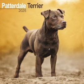 Patterdale Terrier 2025 - 16 Month Calendar: Original Avonside Calendar [Multilingual] [Calendar] (Wall Calendar)