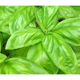 Basil, Sweet Seed - 100+ Seeds, Great All Around Basil, Makes Excellent Pesto. Grow Your Own Fragrant & Flavorful Culinary Herb Garden