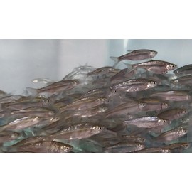 Golden Shiner Minnows (4 INCH, 5 POUNDS)