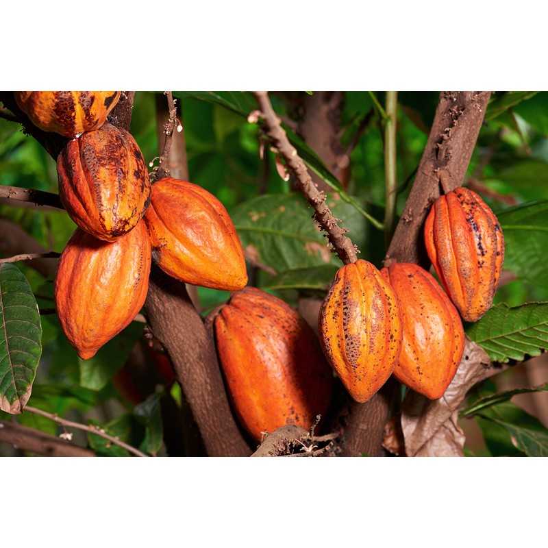 Arriba Nacional, Cacao Nibs, Unsweetened, 8 oz (226.8 g) -