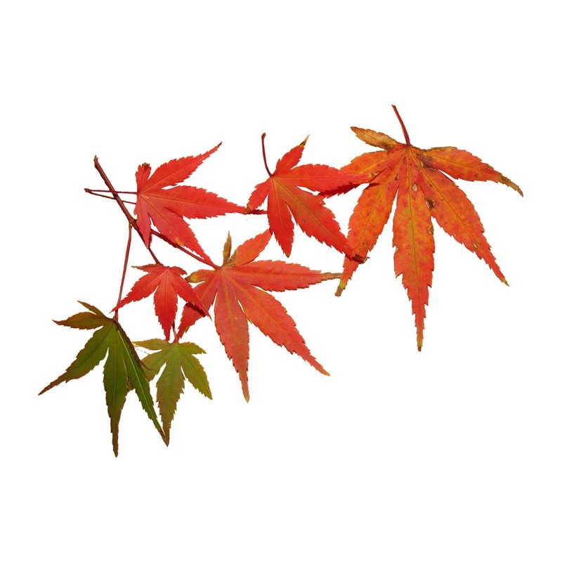 OliveNation Maple Flavor Extract, TTB-Approved for Brewing, Natural Flavors, Non-GMO,