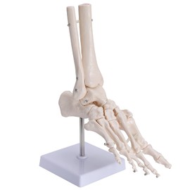 faruijie Human Foot Skeleton Model - 1:1 Size Foot Skeleton Model Foot Anatomy Model Human Skeleton Foot Model with Base