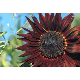 Procut Red Sunflower Autumn Cut Flowers Premium Seed Packet