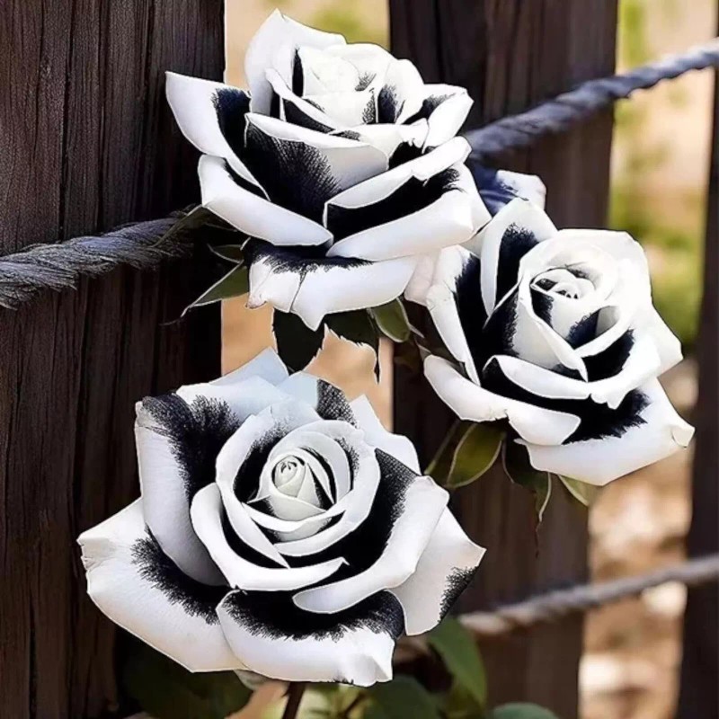 Nygardenia 20pcs Rare Black & White Rose Seeds - Non-GMO