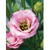 Eustoma / Lisianthus Grandiflorum Thornless Rose Seeds 400 to 4000pcs,
