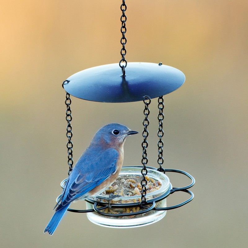Mosaic Birds M446-200-09 Floral Bird Feeder Aqua