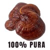 Hongo Reishi Ganoderma Extracto 100% Puro 2 Meses Bioherb Sin
