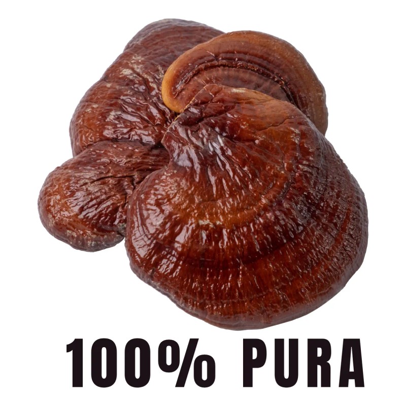 Hongo Reishi Ganoderma Extracto 100% Puro 2 Meses Bioherb Sin
