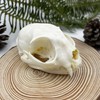 Real Animal Bone Specimen Natural Taxidermy Feline Skull for Science