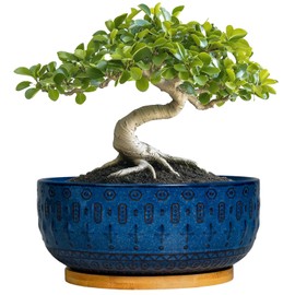 Fivepot Bonsai Pots - 8 Inch Ceramic Succulent Pots with Drainage Hole and Saucer, Planters for Indoor Plants, Modern Round Decorative Flower Planter, Home Decor, Housewarming Gifts, Blue