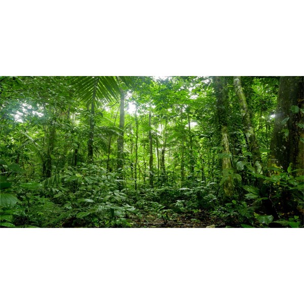 MIRRORANG 120x61cm Terrarium Background Tropical Aquarium Background Green Huge Tree