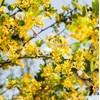 Earthcare Seeds Golden Currant 50 Seeds (Ribes aureum) Heirloom -