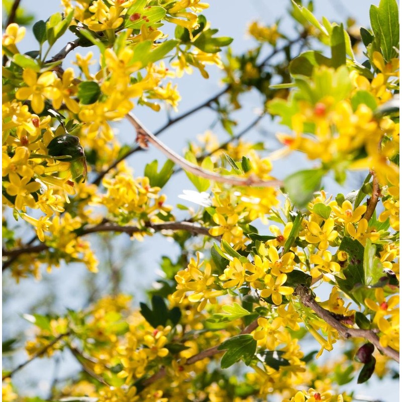 Earthcare Seeds Golden Currant 50 Seeds (Ribes aureum) Heirloom -
