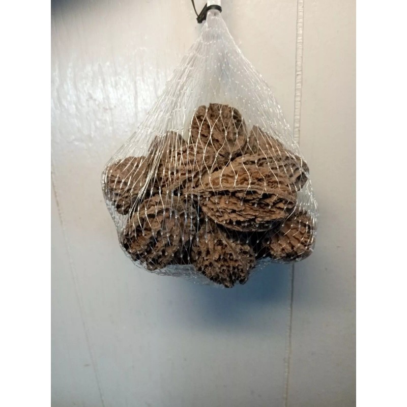 White 10 Butternut tree seeds (Juglans cinerea) aka White Walnut