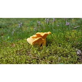 Forest Food Shop, Chanterelle Mushrooms Powder Dried, 3 Ounce