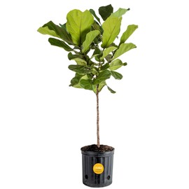 Costa Farms Fiddle Leaf Fig Tree, Live Indoor Floor Plant in Nursery Grow Pot, Clean Air Purifying Houseplant in Potting Soil, Living Room Decor, Housewarming New Home Gift, 3-4 Feet Tall