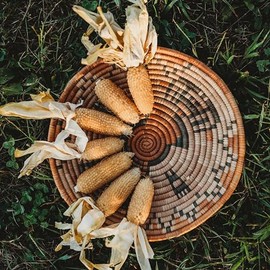 Faribo Hulless White Popcorn Seeds - 50 Seeds - Old Fashioned White Popcorn Variety, Non-GMO Heirloom Popcorn Seeds for Planting in The Home Garden, Thresh Seed Company