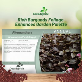 Outsidepride Alternanthera Purple Knight Seeds - 20 Pcs Purple Foliage, Heat-Tolerant, Fast Growing, Low Maintenance, Full Sun, Easy to Grow, Great for Containers, Hanging Baskets, and Border Gardens