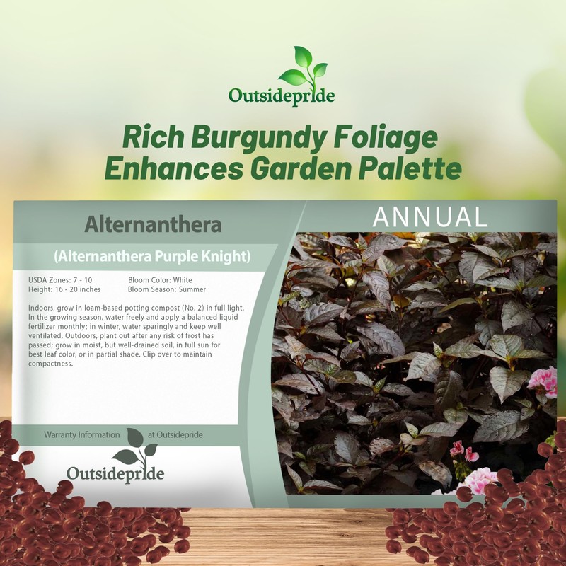 Outsidepride Alternanthera Purple Knight Seeds - 20 Pcs Purple Foliage,