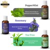 Precious Aromas Essential Oil Lavender Rose Tea Tree Rosemary Jasmine
