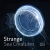 Strange Sea Creatures