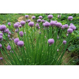 600 Common Chive Seeds for Planting Non GMO 1 gram of Seeds Garden Vegetable Bulk Survival Chives