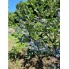 Lake Como Blueberry Juice, from Lombardia - Marco Colzani -