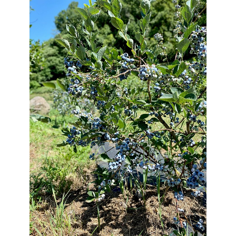 Lake Como Blueberry Juice, from Lombardia - Marco Colzani -