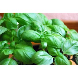 2000 Genovese Basil Seeds Ocimum basilicum Herb Non-GMO