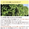 Honjien Tea Health Tea Made in Japan Tamame Tea Bag