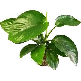 Potted Anubias Plants | Live Freshwater Aquatic Plants for Aquariums and Terrariums - Low Light, Low Maintenance Plants. (Anubias Barteri)