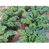 Dwarf Blue Curled Scotch Vates Kale Seeds, 750 Heirloom Seeds
