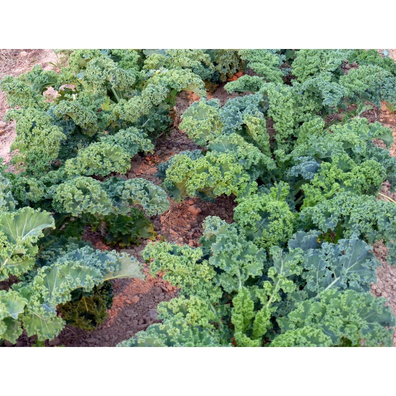 Dwarf Blue Curled Scotch Vates Kale Seeds, 750 Heirloom Seeds