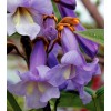 Seed-Top 450 Royal Paulownia Empress Tree Seeds Paulownia Elongata Fastgrowing
