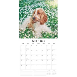 Red Robin 2025 English Cocker Spaniels Monthly Wall Calendar | 12" x 24" Open | Premium Thick & Sturdy Paper | Hangable 12 Month Calendar | Plastic Free | 4 Month Transition Page for 2024