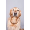 Amber Dog Cat Chain Collar for Protection Against Ticks, Baltic