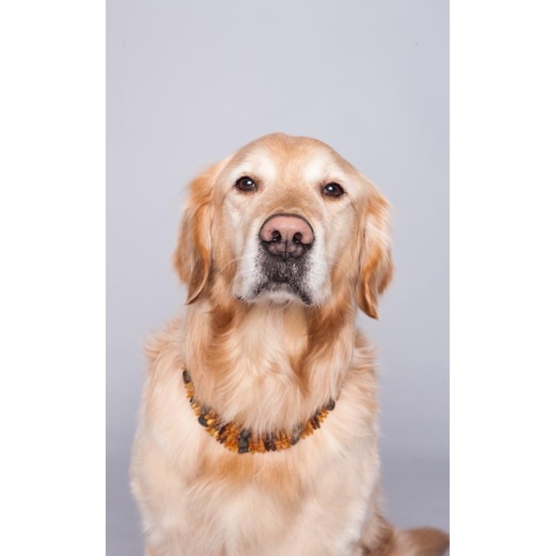Amber Dog Cat Chain Collar for Protection Against Ticks, Baltic