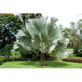 BISMARCKIA BISMARCK PALM SEEDS, BISMARCKIA NOBILIS ~ PACK OF 10 SEEDS