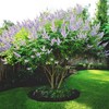 Chaste Tree | 3 Live Seedlings | Texas Lilac Shoal