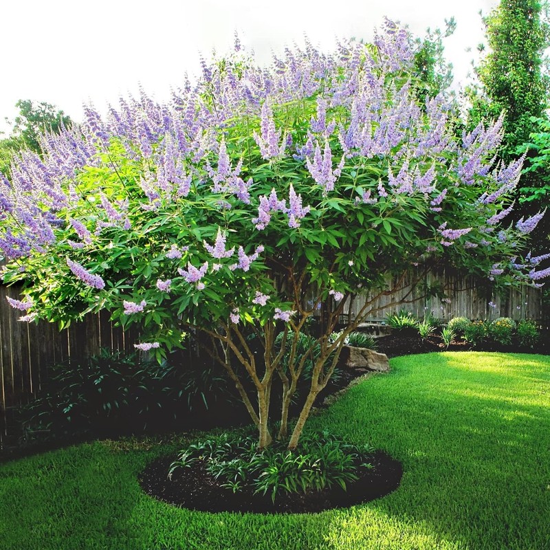 Chaste Tree | 3 Live Seedlings | Texas Lilac Shoal