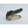 Real 8" Alligator Head from a 5 foot Gator Taxidermy