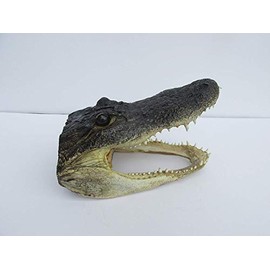 Real 8" Alligator Head from a 5 foot Gator Taxidermy Swamp Wars