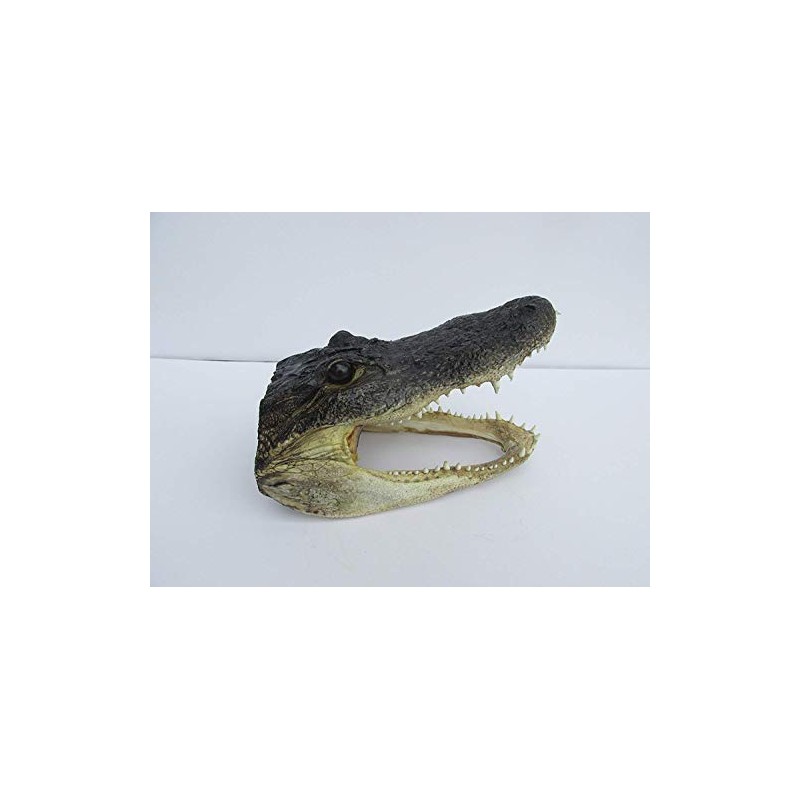 Real 8" Alligator Head from a 5 foot Gator Taxidermy