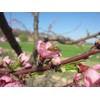 Azienda Agricola Prunotto Mariangela - Composta di Marroni - 345